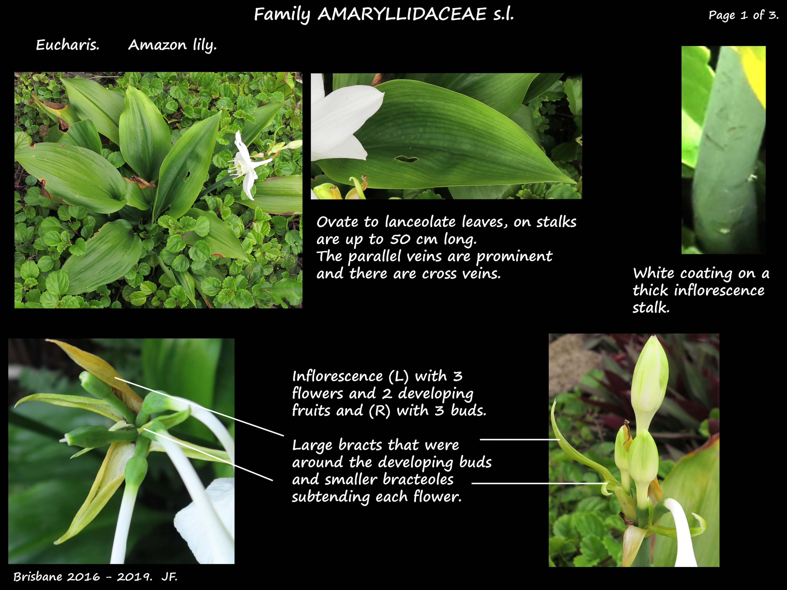 1 Amazon lily leaves & bracts